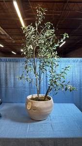 lot 8061 image: Large Faux Asymmetrical Olive Tree in Ceramic Planter