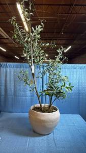 lot 8062 image: Large Faux Asymmetrical Olive Tree in Ceramic Pot
