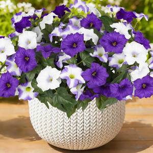 lot 3885 image: Artificial Flowers for Outdoors, Faux Petunias Spring Summer Decoration, Fake Flowers Plants UV Resistant Look Real Silk Flowers for Outside Planter Front Door Porch Patio Yard (6, Purple-White)