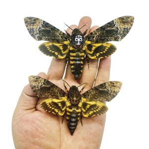 lot 4396 image: 2 Real Deaths Head Moths, Acherontia lachesis, Greater Deaths Head Hawkmoth, Male and Female Skull Moth, Novel Butterfly Insect specimens (2 Death Head Moth)