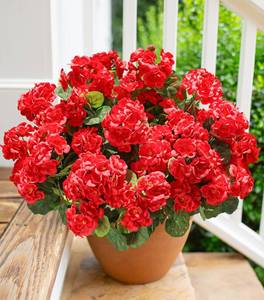 lot 11801 image: Artificial Geraniums Fake Flowers for Outdoors Decoration, 6 Bundles Silk Geraniums Red Flower UV Resistant Look Real Faux Plants for Front Door Garden Porch Planter Patio Balcony Yard Indoor Home