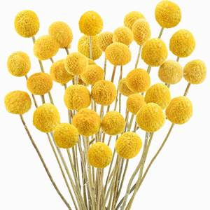 lot 13259 image: Uieke 120pcs Dried Yellow Billy Balls Flowers for Floral Arrangements, Wedding Decor, Tall Vase Filler, Indoor Use