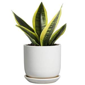 lot 3061 image: SUNPOTFOR Indoor Plant Pot 5 Inch - Round Ceramic Planter for Succulent Plants with Drainage Hole and Saucer, Modern Home Decor, White