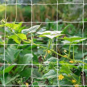 lot 2223 image: Tcamp Heavy-Duty Polyester Garden Trellis Netting Plant Climbing Net for Growing Vines Plants Vegetables Fruits Flowers, White Grow Tent (5Ft x15Ft, 3.5 Opening Mesh, 1 Pack)