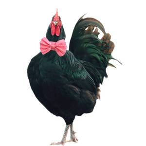 lot 2231 image: 2 Pack Anti Crow Rooster Collar No Crow Rooster Collar Chicken Neckband Noise Free for Roosters Prevent Chickens from Screaming