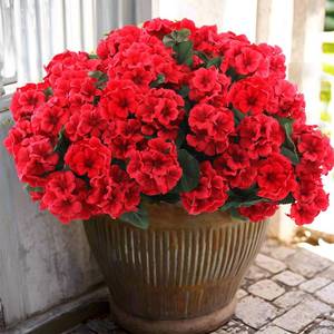 lot 3162 image: Hananona 6 Pcs Artificial Geranium Flowers for Outdoors Geranium Silk Red Flower Outdoor UV Resistant Garden Plants Faux Flowers for Christmas Home Kitchen Table Centerpieces Decor (6, Red)