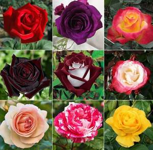 lot 6068 image: 298 Rose Seeds for Planting Outdoor & Indoor Garden, Perennial Heirloom Open Pollinated Flower Seeds, Non-GMO Hardy Easy Growing for Beginners & Gardeners