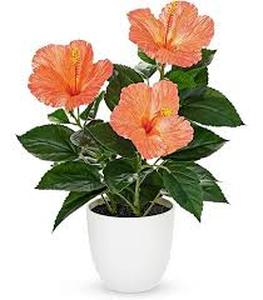 lot 13553 image: Artificial Hibiscus Potted Plant with White Ceramic Pot