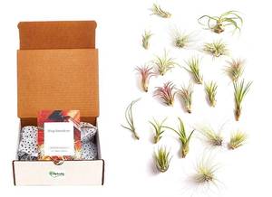 lot 6297 image: Shop Succulents  Assorted Collection of Tropical Tillandsia Air Plant Kit, Hand Selected Variety Pack  Collection of 24