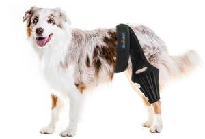 lot 12010 image: Bawektrl Dog ACL Brace for Luxating Patella Back Leg, Adjustable Dog Rear Leg Brace Support for Joint Pain Muscle Sore Knee Cap Dislocation,Stifle Brace with Side Stabilizers (Used)