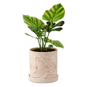 lot 14448 image: ZICZAMLA 4 inch Plant Pot - Terra Cotta Flower Planters Indoor - Modern Succulents Containers with Drain Hole & Saucer, Decorate Home, Office (Pink)