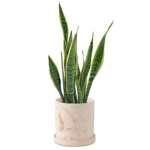 lot 22176 image: ZICZAMLA 5 inch Plant Pot - Terra Cotta Flower Planters Indoor - Modern Succulents Containers with Drain Hole & Saucer, Decorate Home, Office & Outdoor (Pink) - Retail $21