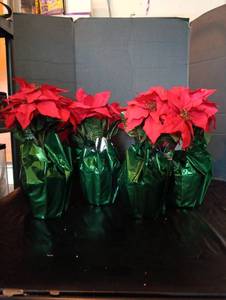 lot 2019 image: 4ea Red Poinsettia Christmas Plants in Foil Wrapping