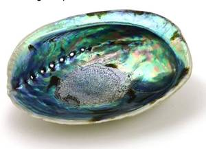 lot 62784 image: Ocean Shell Studios 5-6 inches Premium Natural Abalone (P�ua) Shell for Smudging, Cleansing Home, Meditation, Shell Crafts,Incense Holder, Home D�cor, 100% Natural, Sustainable. - Retail $14