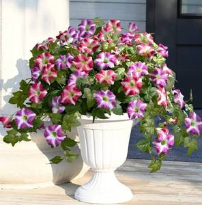 lot 62897 image: Artificial Flowers for Outdoors, 2Pcs Artificial Petunias UV Resistant Realistic Silk Petunias Fake Flowers for Indoor Outdoor Planters Home Garden Yard Porch Balcony Window Decor, Fuchsia - Retail $15