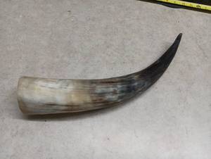 lot 273 image: Natural Cattle Horn approximately 16 inches