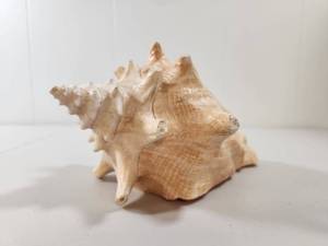 lot 286 image: Large Conch Shell Natural Seashell
