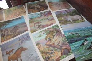 lot 4797 image: Vtg. 10 x 12 Animal Prints