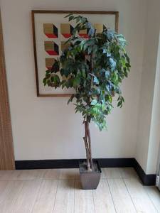 lot 714244 image: Large Artificial Weeping Fig Tree with Decorative Planter, almost 6 feet tall
