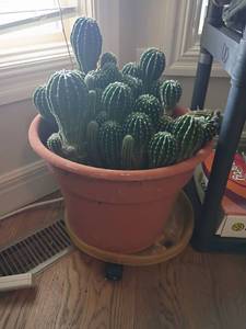 lot 1600 image: Live Cactus Plant.