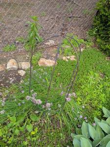 lot 451 image: Garden Obelisk Plant Support
