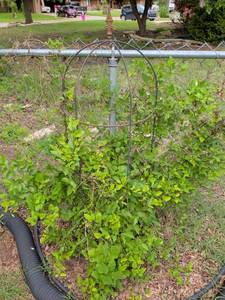 lot 482 image: Metal trellis