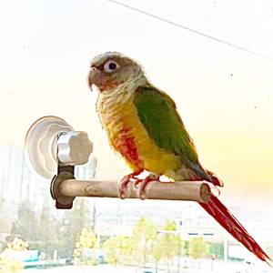lot 33498 image: Bird WindowBathCarTravel Perch Stand with Suction Cup for Small and Medium Bird Parrot Parakeet Cockatiel Conure Budgie Lovebirds (Simple Wood Perch) - Retail $8