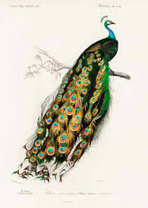 lot 20892 image: Indian Peacock by Charles dOrbigny