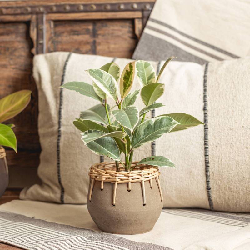 lot 2070 image: LiveTrends Large Cava Ceramic Indoor Planter Pot Assorted Gray 6.5x6.5x5.5 - Retail $20