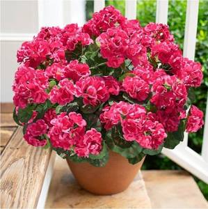 lot 62939 image: Artificial Geranium Fake Flowers for Outdoors Decoration, 6 Bundles Silk Geraniums Flower UV Resistant Look Real Faux Plants for Outside Planter Front Door Garden Patio Balcony Yard Home, Hot Pink - Retail $24