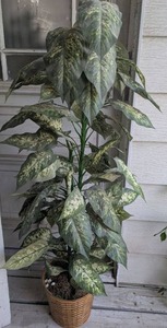 lot 1005 image: Large Faux Dieffenbachia Plant in Woven Basket Planter - 50 in
