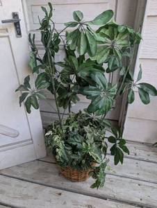 lot 1006 image: Mixed Indoor Plant Arrangement in Wicker Basket - 36 in