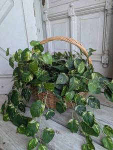 lot 1007 image: Pothos Plant in Woven Wicker Baskets - Set of 2