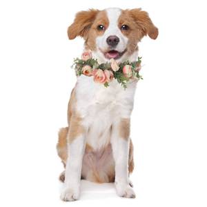 lot 18390 image: Honoson Dog Wedding Flower Collar Dog Pink Floral Attire Wreath Bow for Female Pets Cats Party Photo Props(Large)