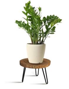 lot 20032 image: OBTAIN Plant Stand Indoor Outdoor Wood Mid Century Plant Stand for Indoor Plants, Modern Plant Table Round Plant Stool, Boho Rustic Wooden Stool for Plant Pot Hol (L)