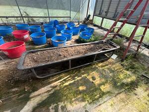 lot 50374 image: 8 cattle feed troughs
