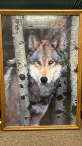 lot 5409 image: Wolf Portrait Wildlife Photography Print in Wood Frame