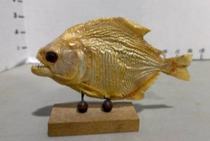 lot 1005 image: Taxidermy piranha fish mounted on a wooden base 3x6