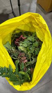lot 2046 image: Large sack of greenery and floral stems