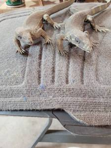 lot 20812 image: Bearded Dragon Reptile possibly taxidermy  - Retail $75