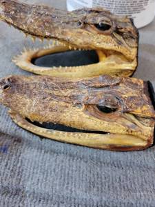 lot 20813 image: Alligator Head Taxidermy Mount Set - Retail $75