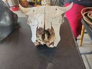lot 36 image: Buffalo Skull with Horns