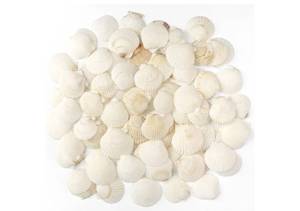 lot 37018 image: 48 PCS Scallop Shells Natural Seashell, 1.5 to 2 White Scallop Shells Small Seashells for Crafts Wedding Decor Beach Theme Party, Fish Tank and Vase Filler. - Retail $9