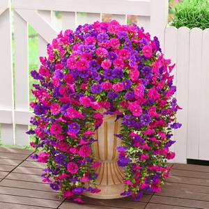 lot 1413 image: Dolicer 2 Packs Look Real Artificial Flowers for Outdoors, Fake Artificial Hanging Flowers for Outdoors Realistic UV Resistant Hanging Flowers Silk Petunia Faux Flowers for Porch Patio(PurpleFuchsia)