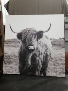 lot 3600 image: Highland Cattle Black and White Canvas Print