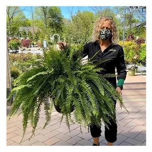 lot 4393 image: UV Resistant Lifelike Artificial Boston Fern - 2024 New Faux Boston Ferns Outdoor Planter Large, Realistic Fake Feen Hanging Silk Fern Stems Indoor Basket Plant Urn Fillers Front Porch (2, Green)