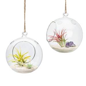 lot 11633 image: Mkono 2 Packs 6-Inch Round Hanging Glass Planter Air Plant Terrarium Globe for Succulent, Tillandsia, Gifts for Plant Lovers Thanksgiving Christmas Home Decor (Plant Not Included)