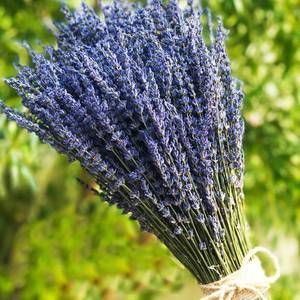 lot 14366 image: TooGet Lavender Dried Ultra Blue Bundles 200 Stems (16 - 18 Long) for Home Decor, Crafts, Gift,Wedding or Any Occasion