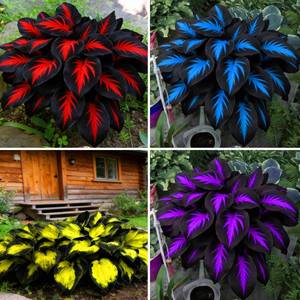 lot 10396 image: Mixrug Mix Hosta Seeds for Planting, 280pcs Rare Perennial Hosta Flower Seeds Plants, Non-GMO Heirloom Long Blooming Shaded Entry Pathway Flowers for Garden Outdoors