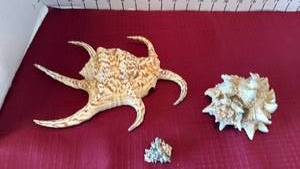 lot 1020 image: Chiragra Spider Conch shell or Harpago chiragra and shells